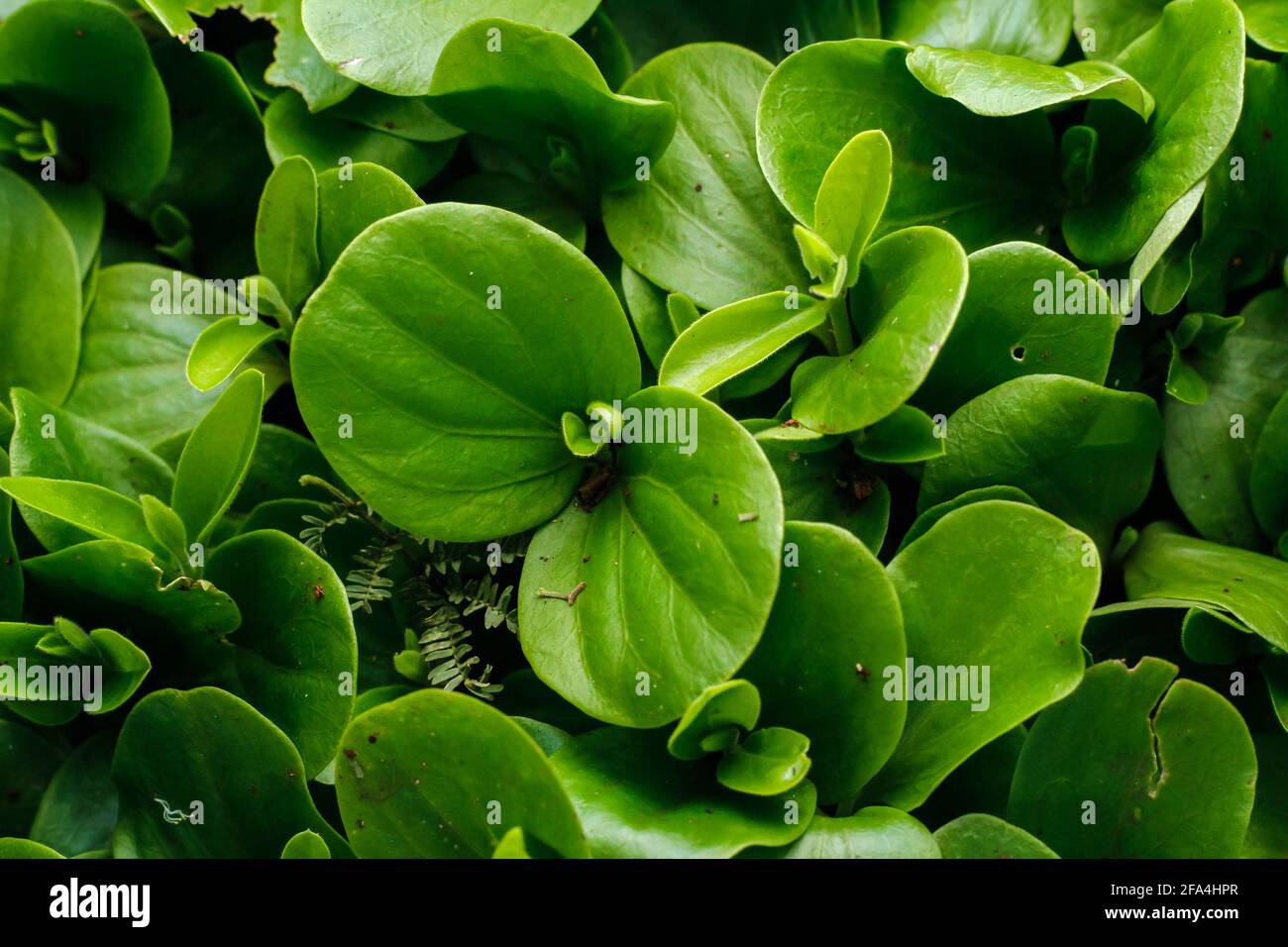 Kei apple seedlings seen at Rongai tree nursery, they are popular with