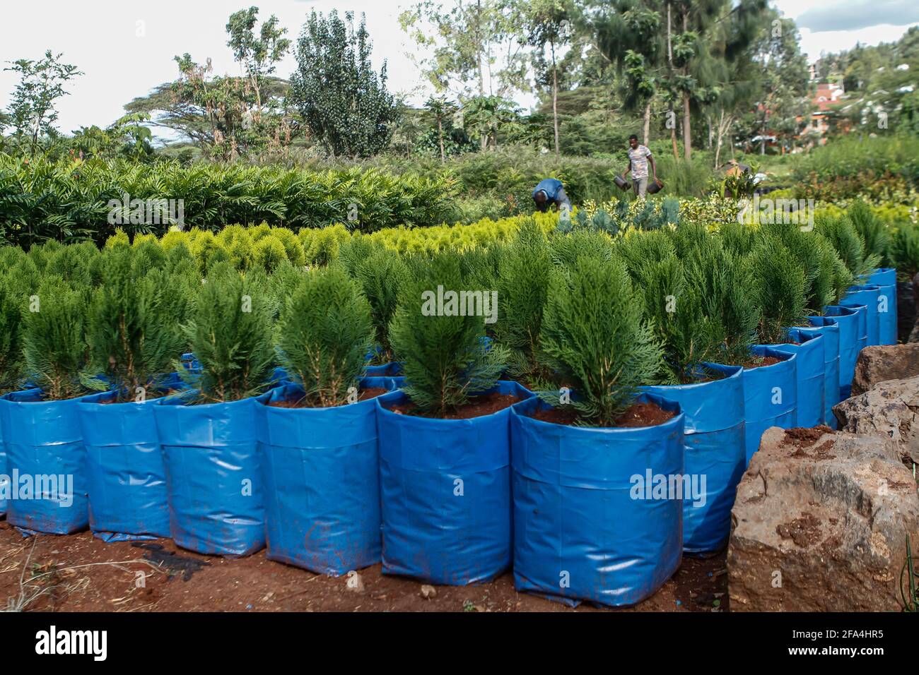 Booklet pine trees seedlings ready for sale and transplant seen at