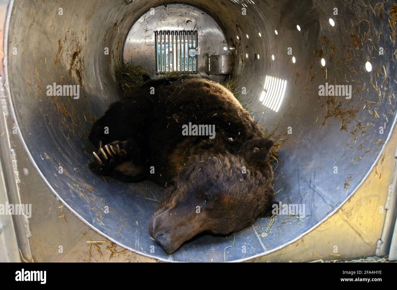 A sedated male grizzly bear in the Yaak Valley being prepared for relocation (see additional info, photo by Randy Beacham). Stock Photo