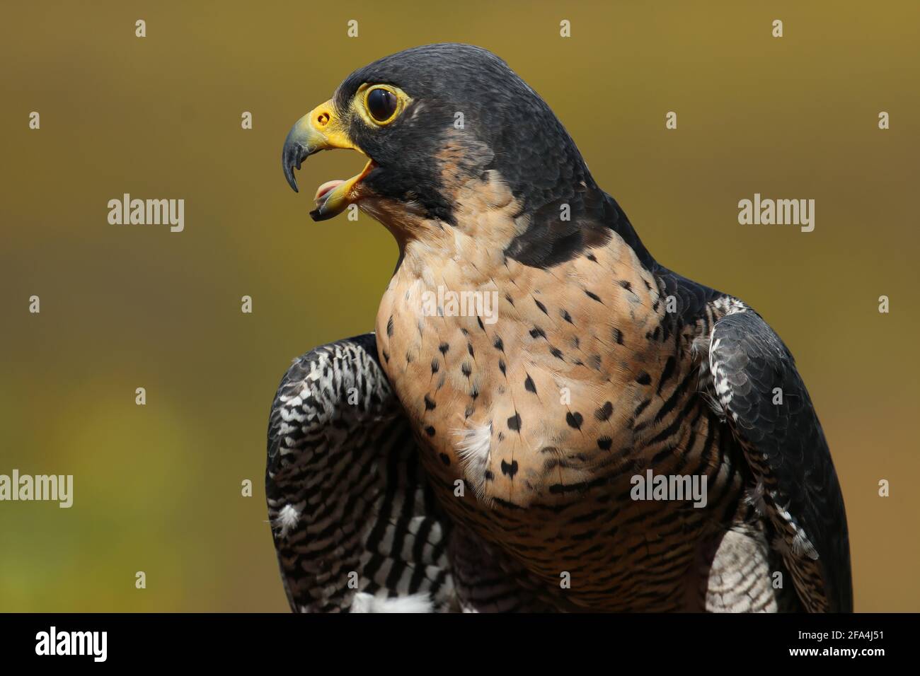 Peregrine Falcon outdoors calling with beak open close-up Stock Photo
