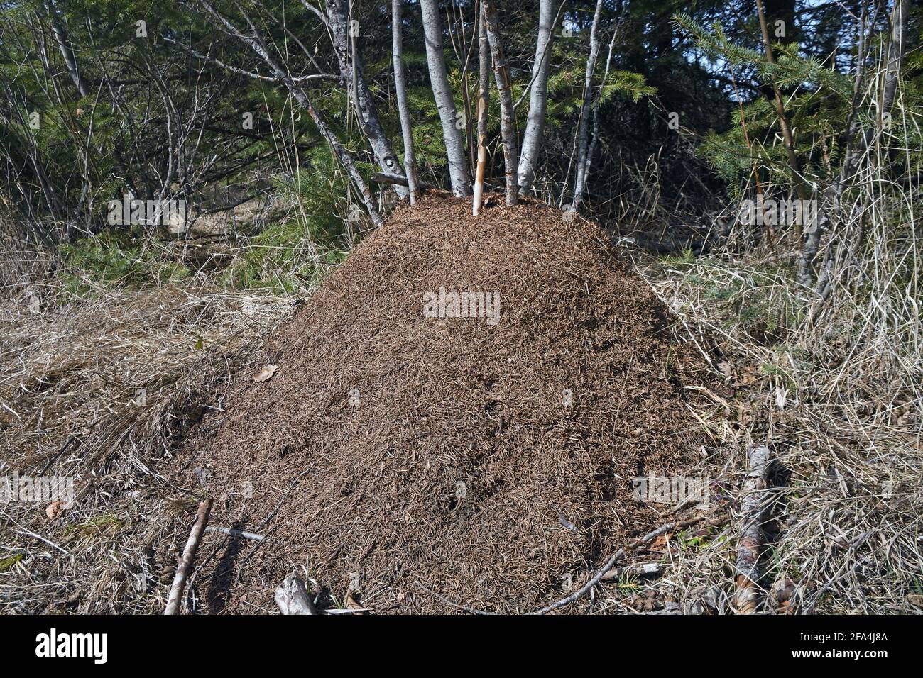 Ant Mound High Resolution Stock Photography and Images Alamy