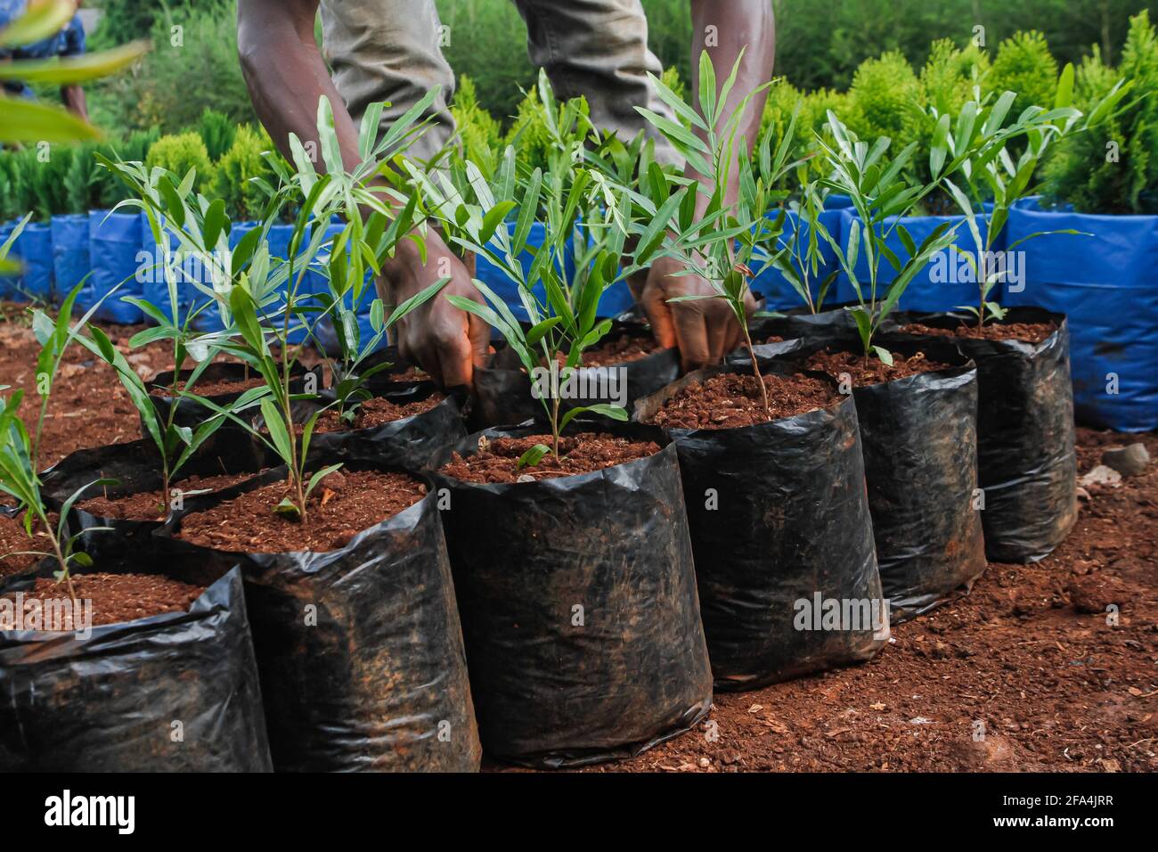 Thika Palm tree seedlings ready for sale and transplant seen at Rongai