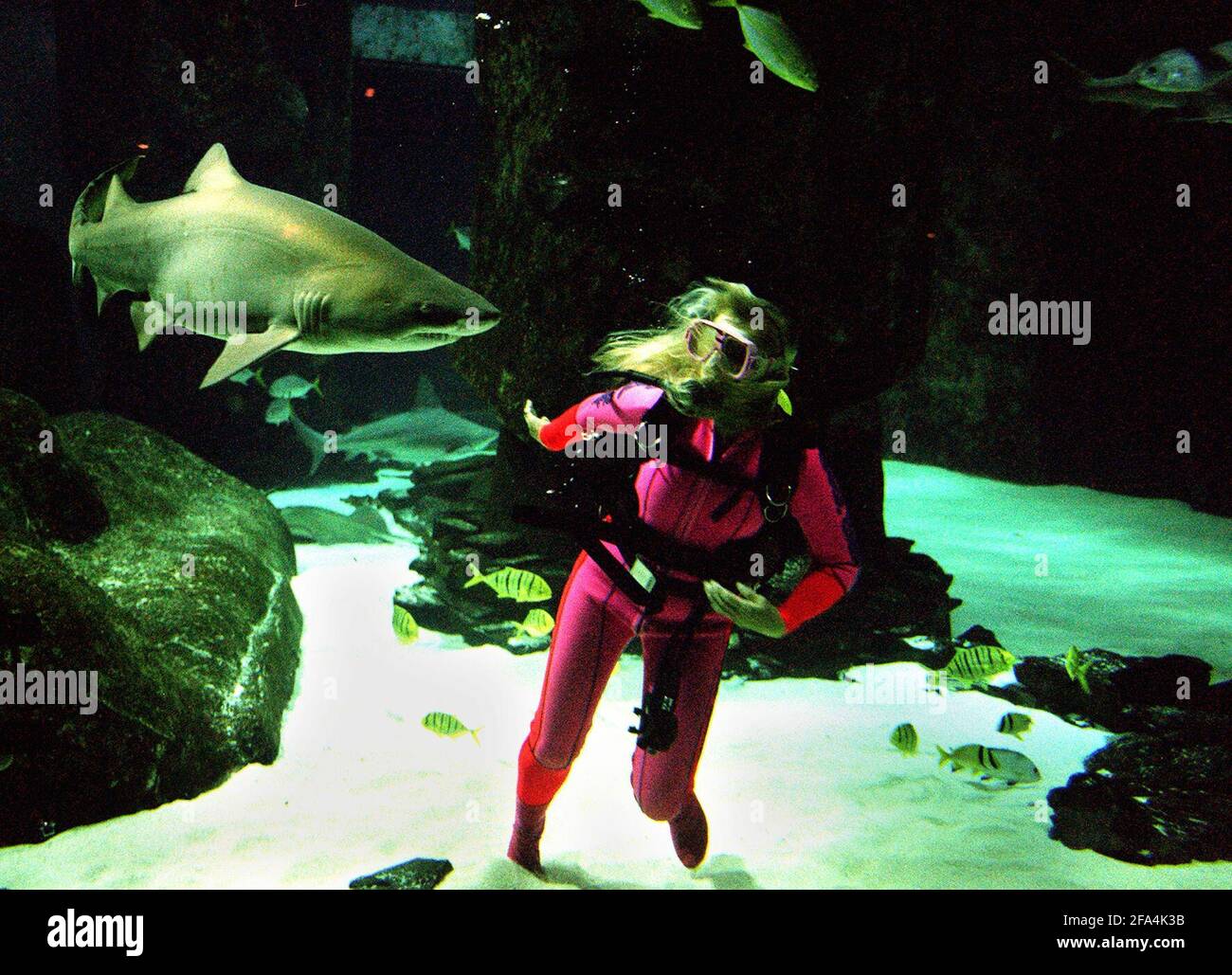 Valerie taylor hires stock photography and images Alamy