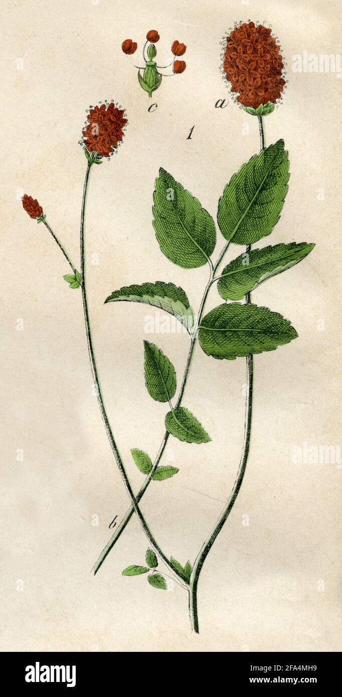 great burnet / Sanguisorba officinalis / Wiesenknopf, Großer  / botany book, 1879) Stock Photo