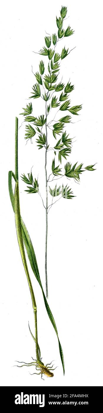 false oat-grass / Arrhenatherum elatius / Glatthafer, Gewöhnlicher , auch Französisches Raygras / botany book, 1909) Stock Photo