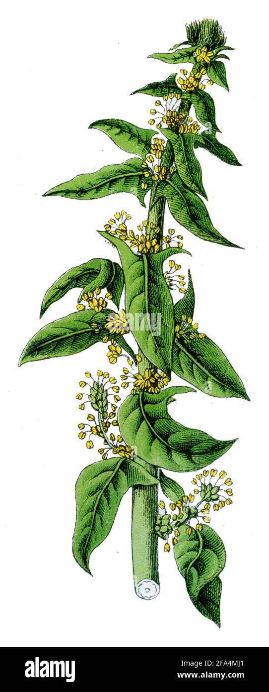 Spinach / Spinacia oleracea / Spinat, Echter  / botany book, 1909) Stock Photo
