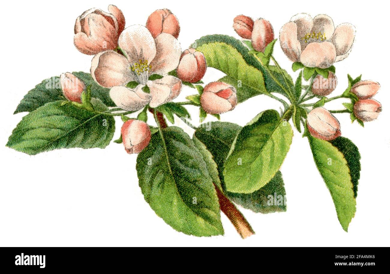 Apple / Malus domestica / Apfelbaum : Blüte / botany book, 1900) Stock Photo