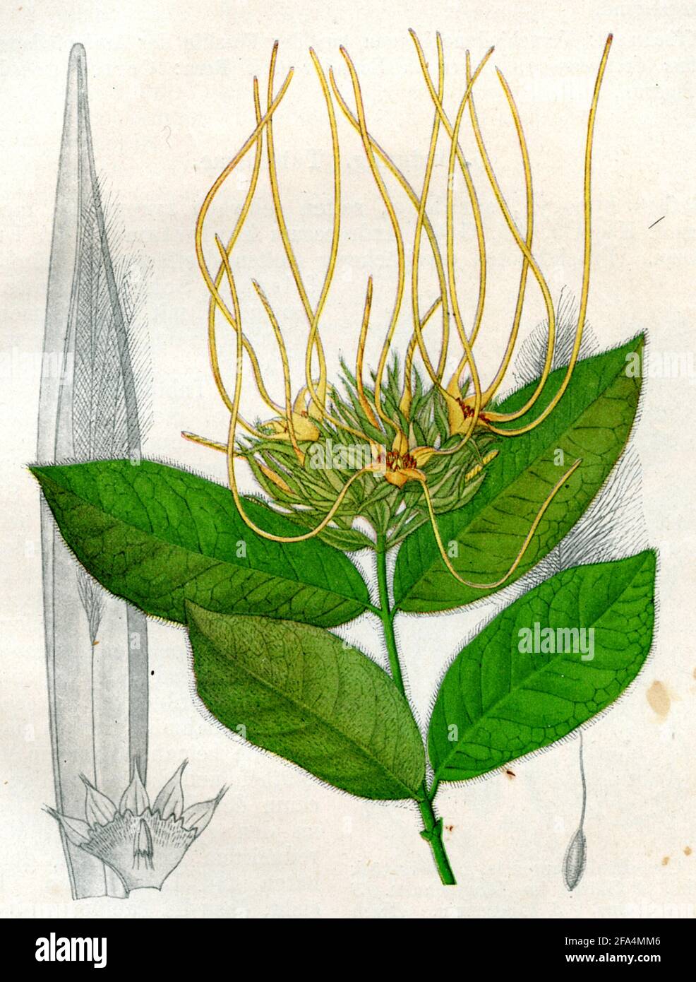 hispid strophanthus / Strophanthus hispidus / Strophanthus hispidus / botany book, 1900) Stock Photo