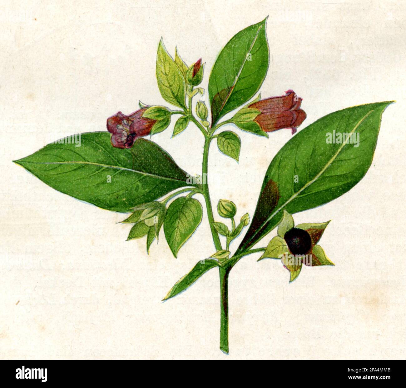 belladonna / Atropa belladonna / Tollkirsche  / botany book, 1900) Stock Photo