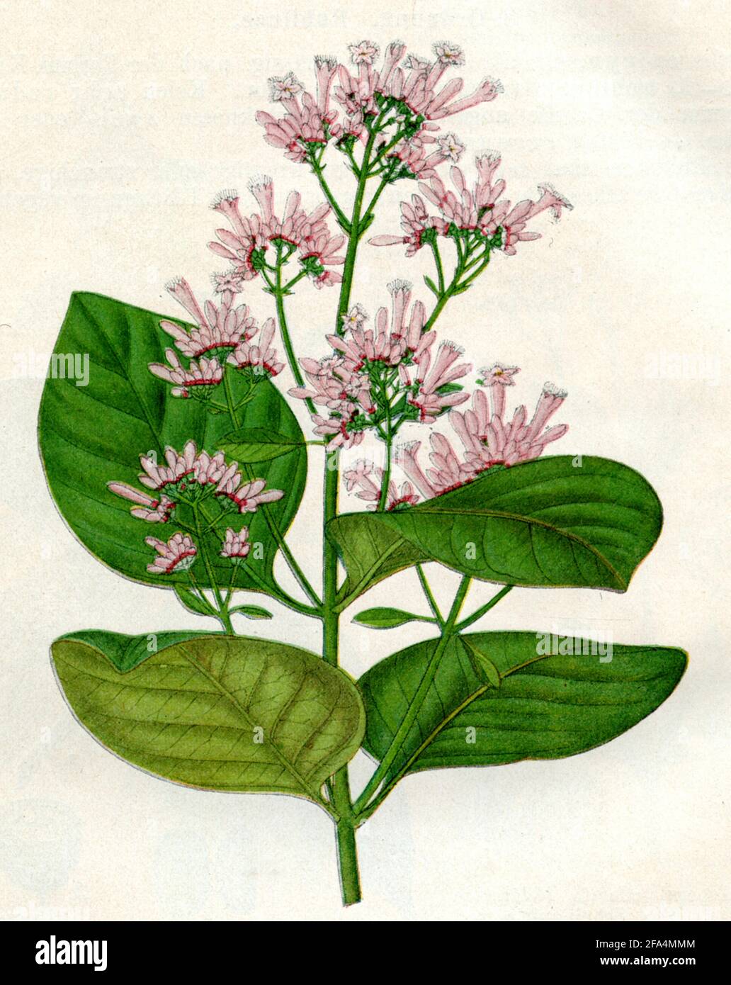 red cinchona / Cinchona pubescens, Syn. Cinchona succirubra / Chinarindenbaum, Roter  / botany book, 1900) Stock Photo