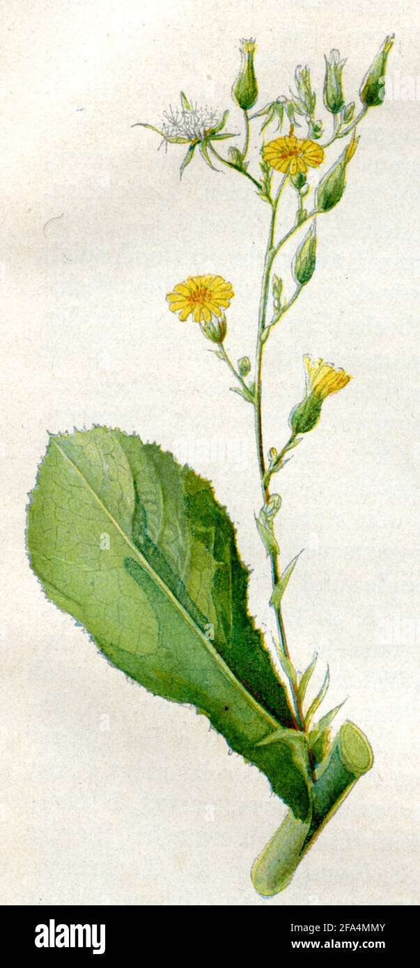 wild lettuce / Lactuca virosa / Lattich, Gift-  / botany book, 1900) Stock Photo