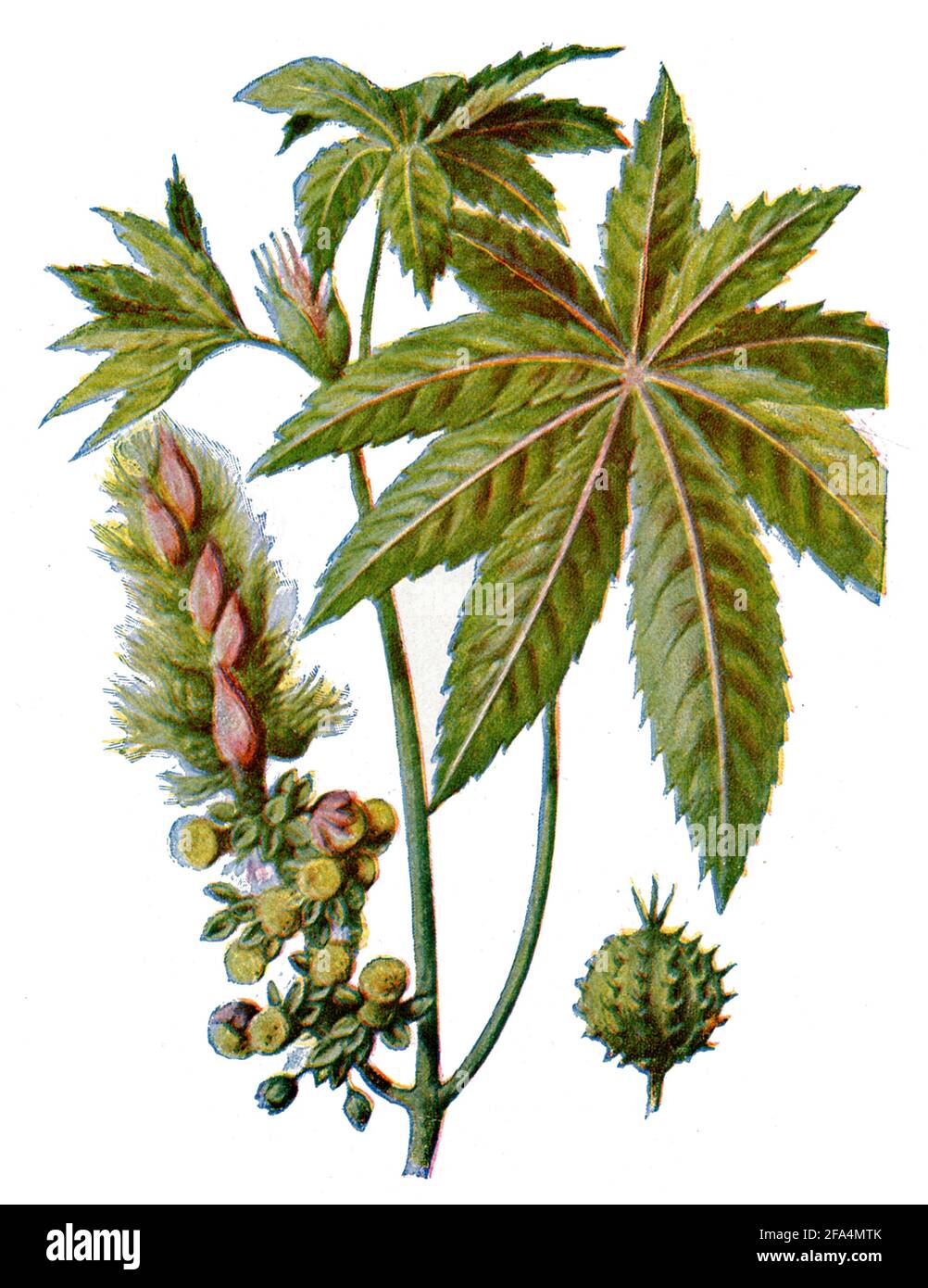 Ricinus communis, the castor bean, or castor-oil-plant / Ricinus coummunis / Wunderbaum, Rizinus  / Health book, 1920) Stock Photo