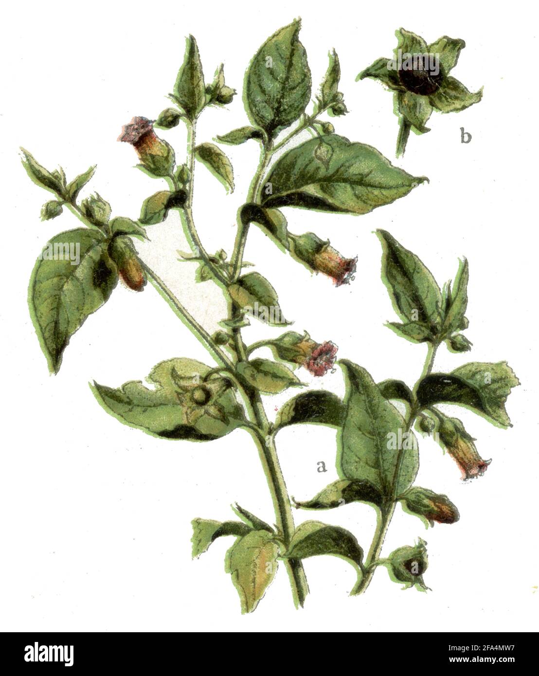 belladonna / Atropa belladonna / Tollkirsche  / Health book, 1920) Stock Photo