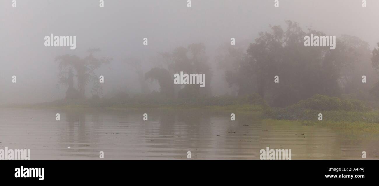 Panoramic view of misty rainforest in early morning light along Rio Chagres in Soberania national park, Republic of Panama. Stock Photo