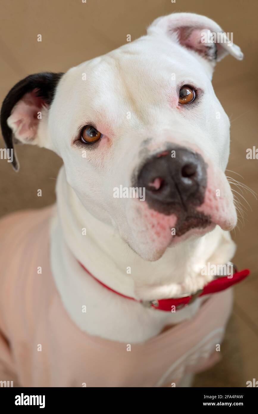 Portrait of a cute white female pitbull with pink teashurt and red collar. Stock Photo