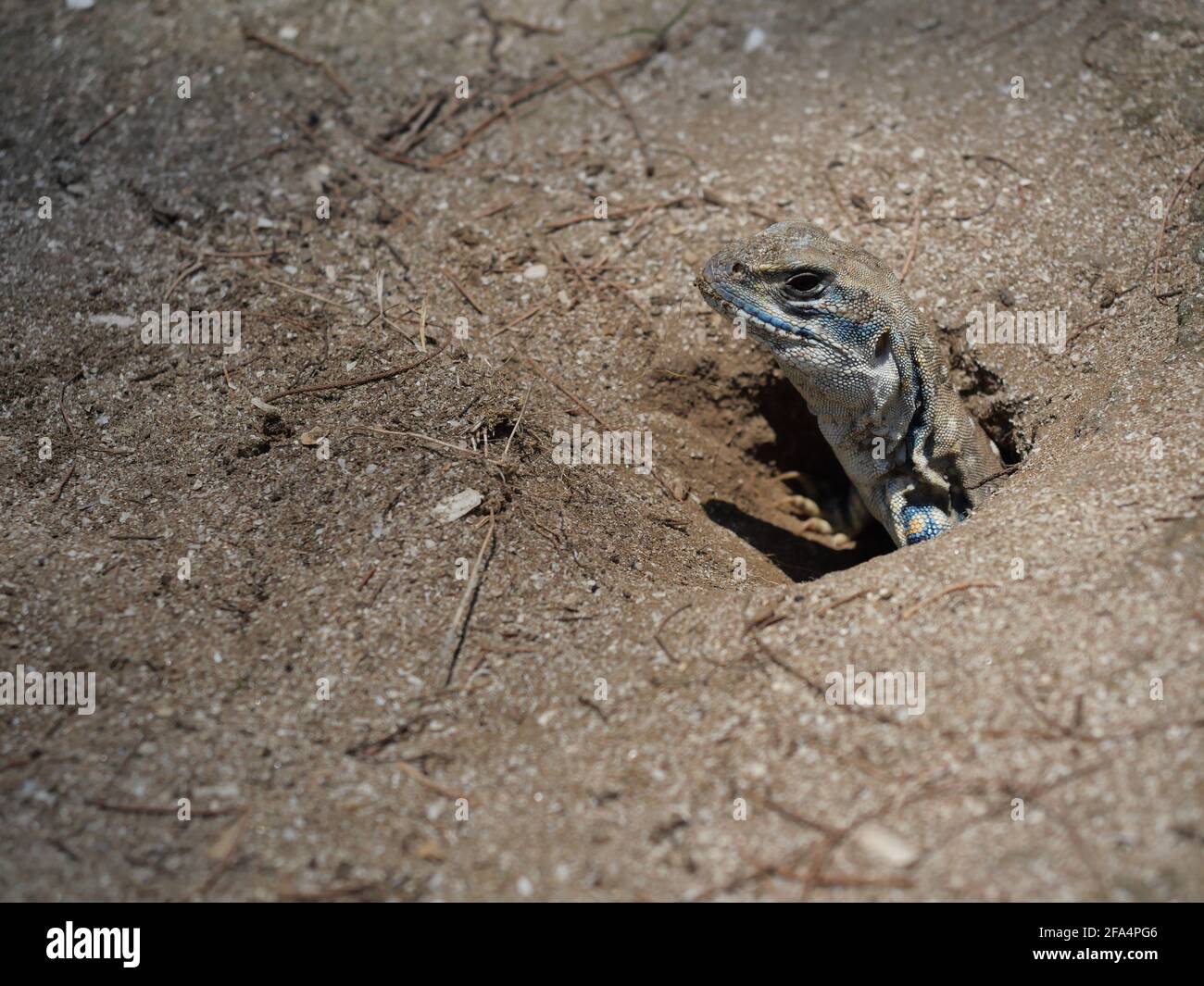 Butterfly agama or Small-scaled or Ground lizard in the burrow on the sand at Khao Sam Roi Yot National Park, Orange and black color stripes on skin Stock Photo