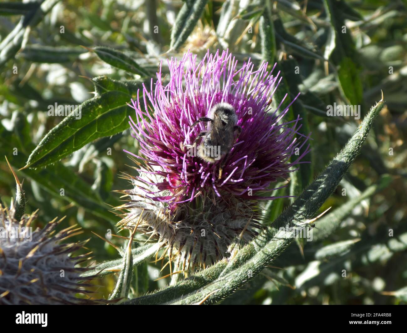 Alpine thistle flower with bee Stock Photo