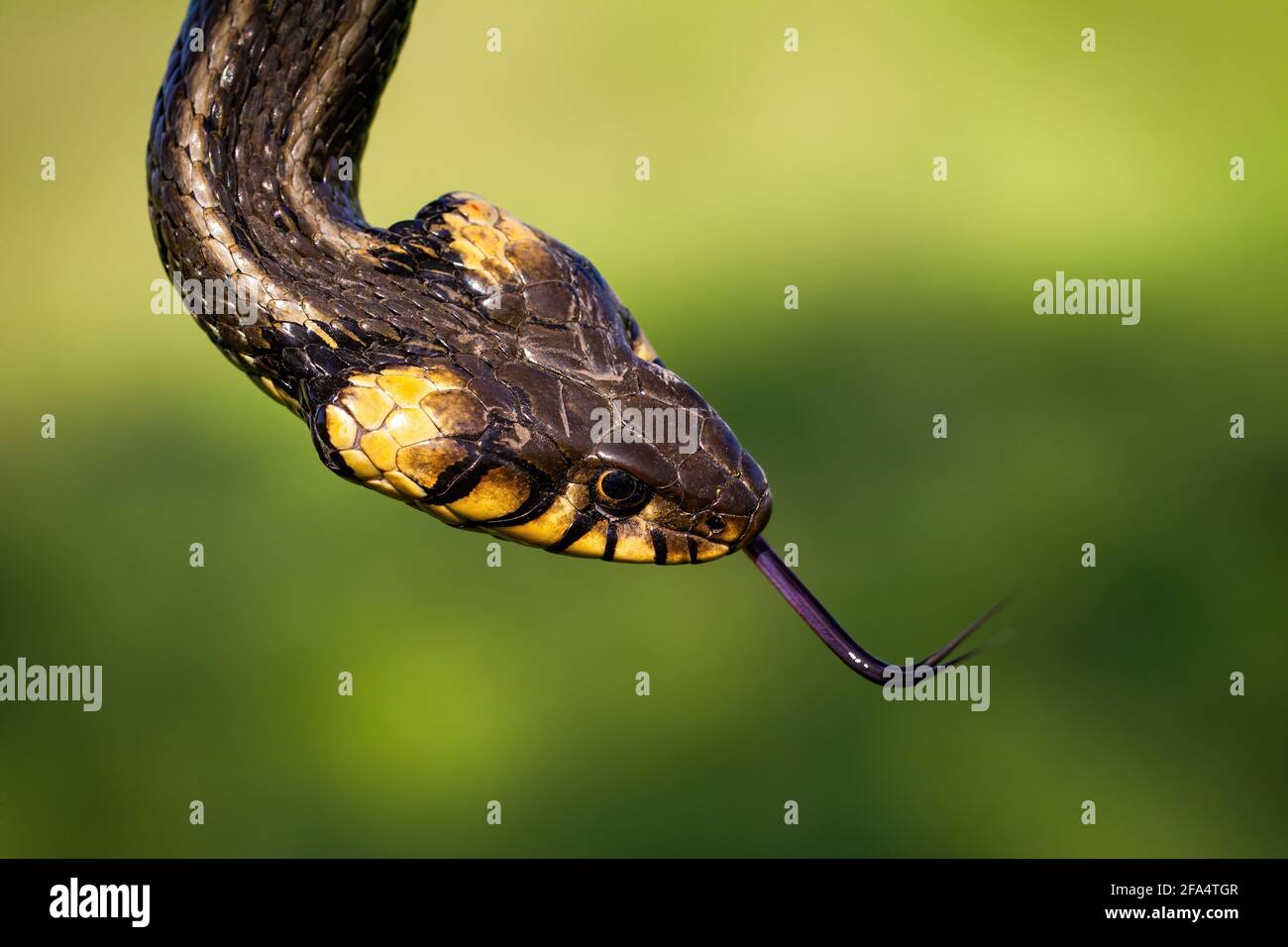 Head of a grass snake flicking its forked tongue in summer from above Stock Photo