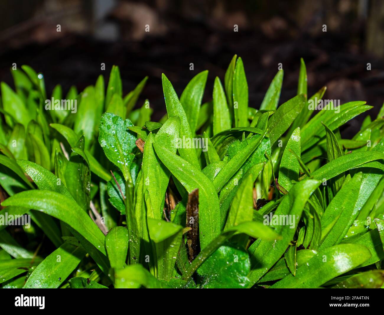 Lush green forest many plants hi-res stock photography and images - Alamy