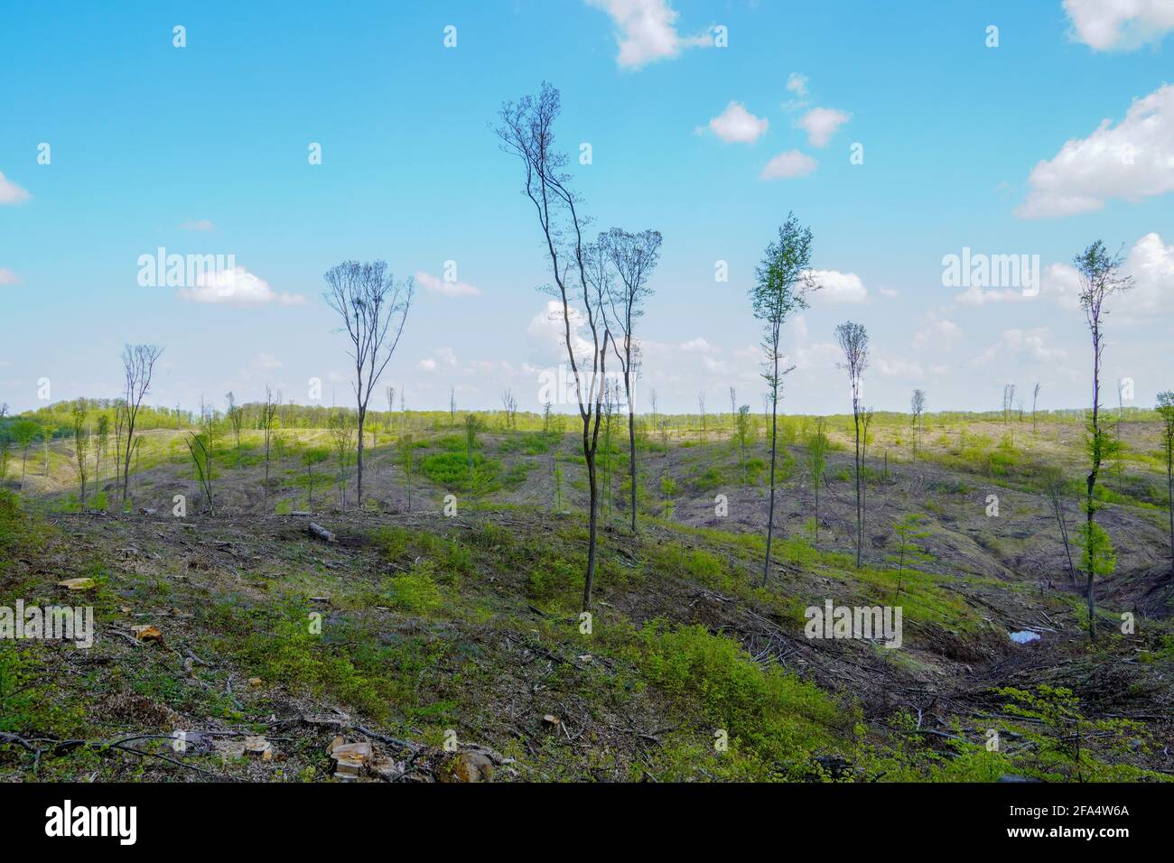 Tree trunks in mixed forest after forest clearing Stock Photo