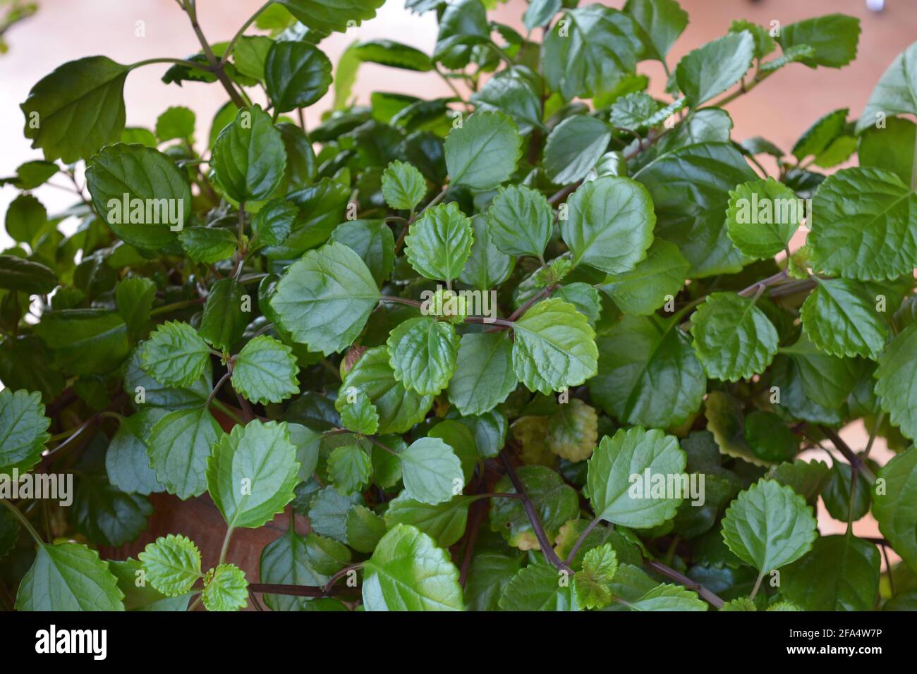 Swedish ivy plant also known as Plectranthus verticillatus, Swedish begonia or whorled plectranthus Stock Photo