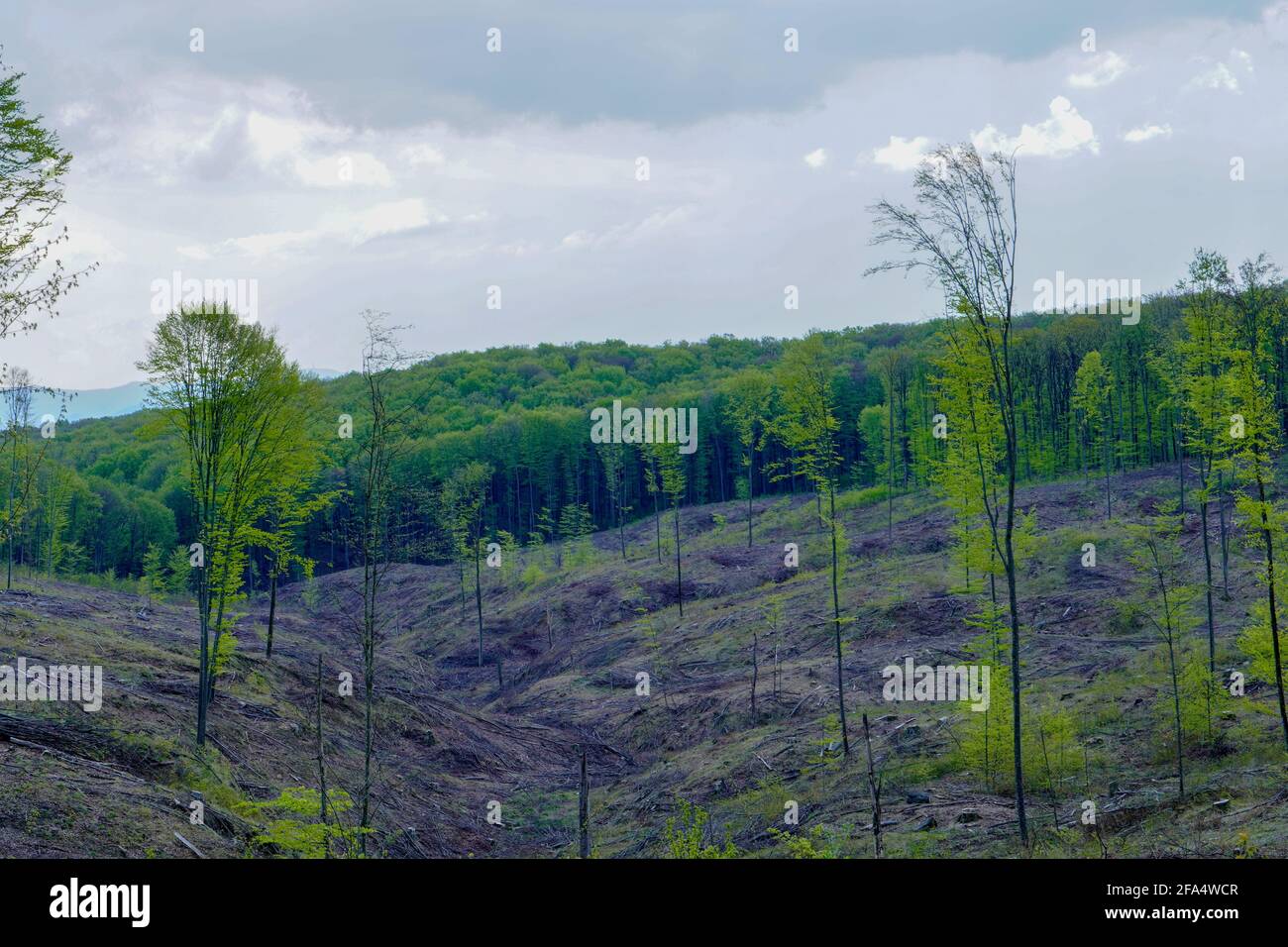 Above a bleak clearance in the middle of a large green forest. Logging industry is slowly shrinking the lush green woodlands in the untouched countrys Stock Photo