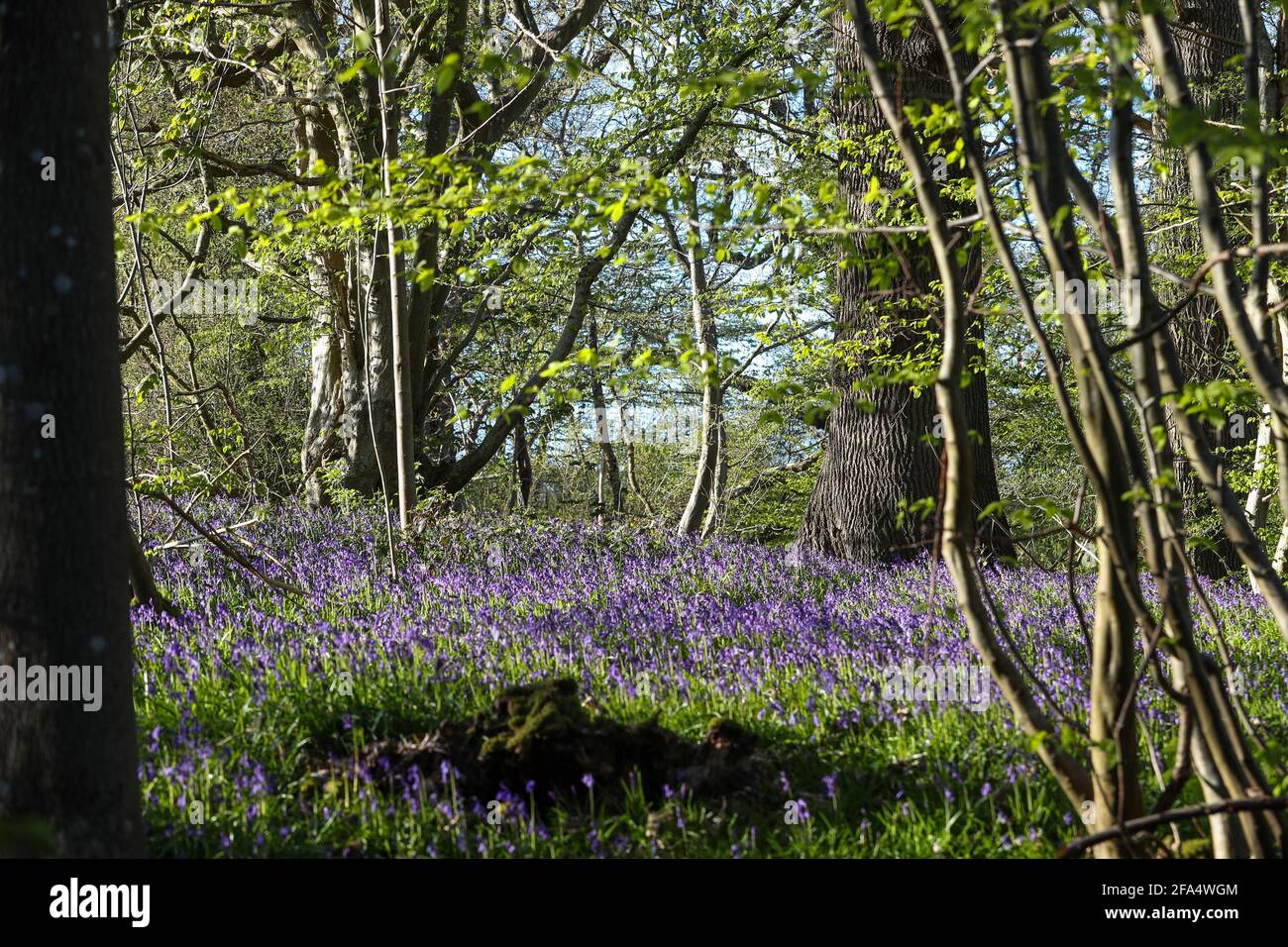 Rolvenden, UK. 23rd April 2021.   The glorious display of native English bluebells in the ancient woodland setting of Brick Kiln Wood at Hole Park Gardens in Rolvenden, Kent.  The cold weather and frosty mornings has been holding back this spectacular natural show but the bluebells are now winning through as the days draw longer and are rapidly approaching their very best.   Credit: Richard Crease/Alamy Live News Stock Photo