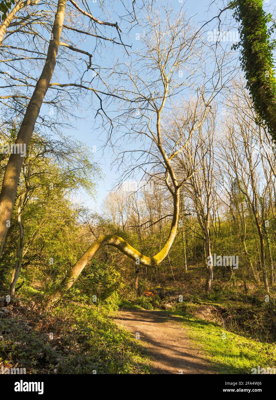 A crooked or twisted tree above a footpath  in north east  England UK Stock Photo