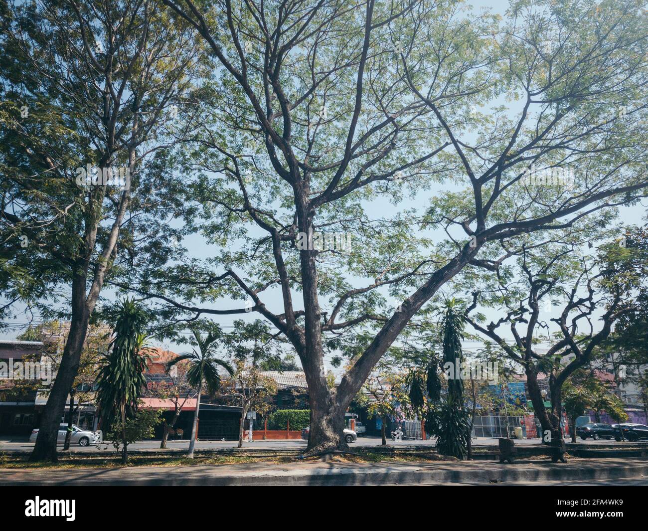 Big Rain tree on the roadside in Chiang Mai Old city area Stock Photo -  Alamy