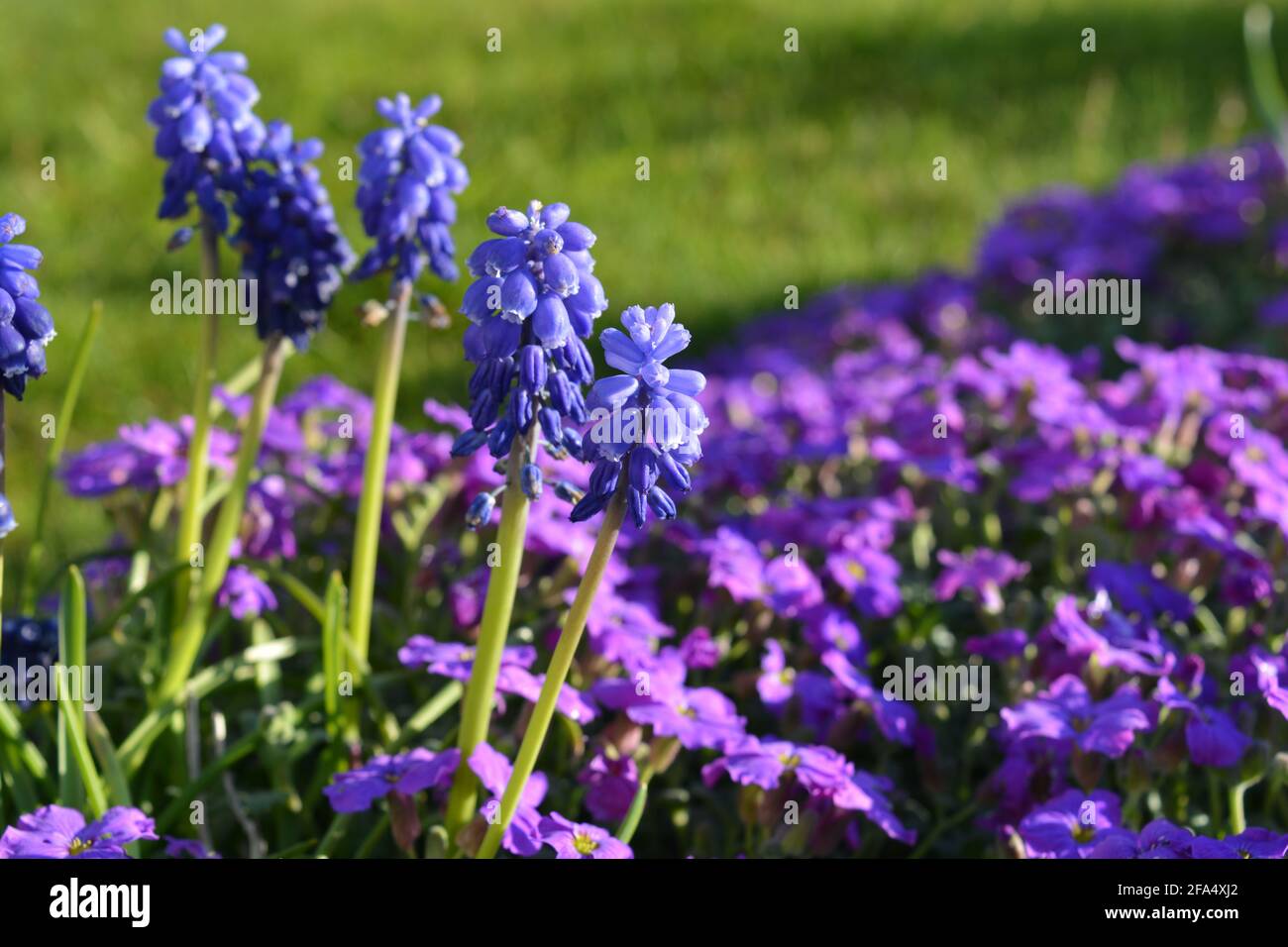 Muscari Blue Spike flowers with carpet of purple Aubrieta Carnival in a spring flowerbed. Selective focus and shallow depth of field. Stock Photo