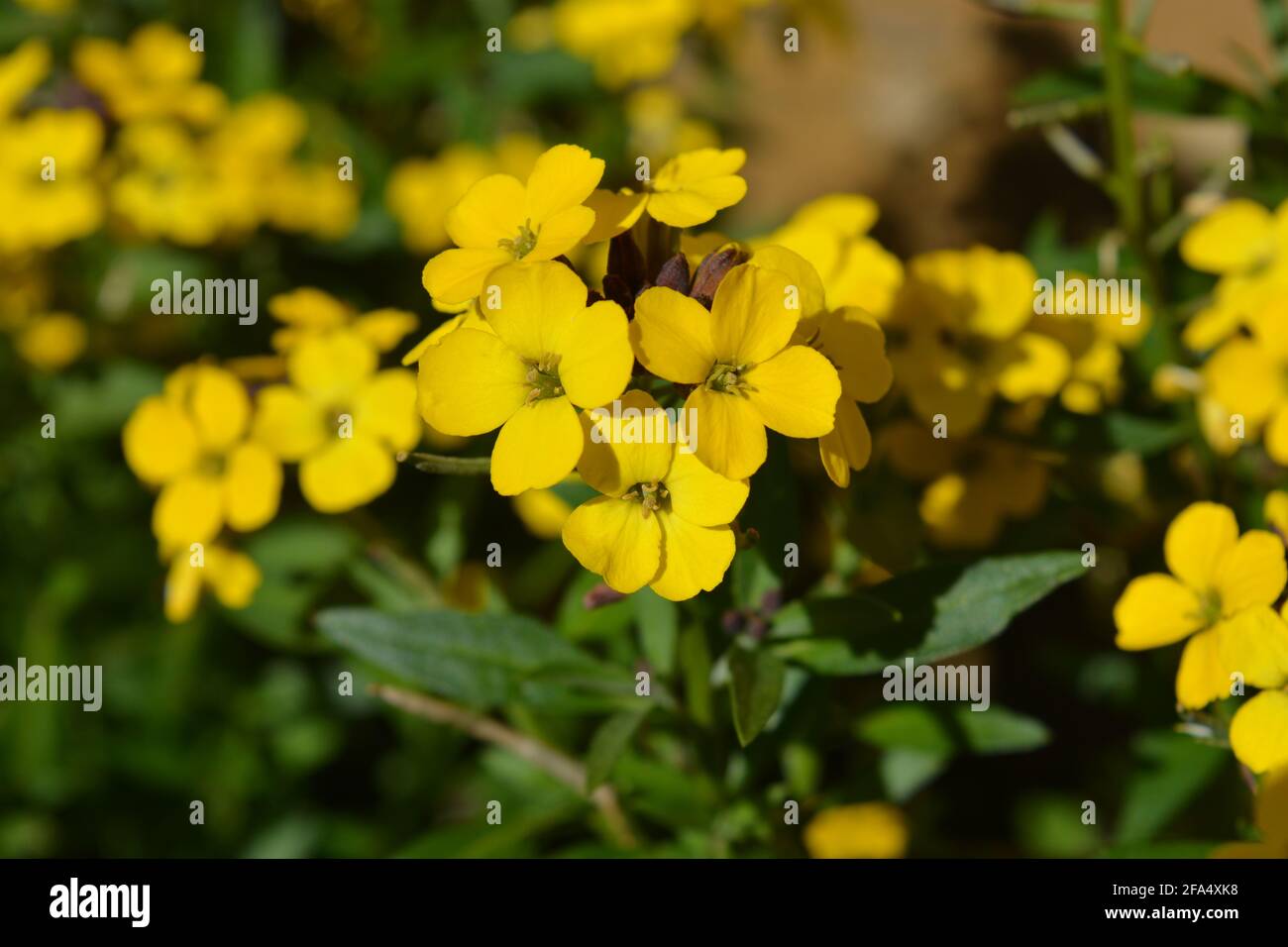 Brightly coloured wallflowers, also known as Erysimum Bowles Mauve Yellow. Selective focus and shallow depth of field Stock Photo