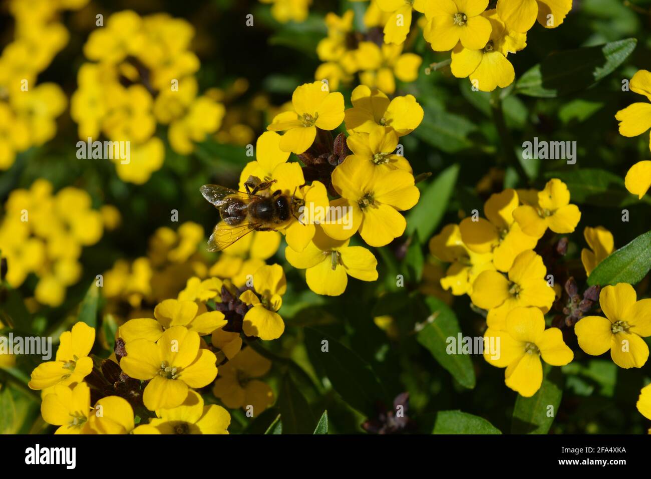 Bee on wallflowers, also known as Erysimum Bowles Mauve Yellow. Selective focus and shallow depth of field Stock Photo