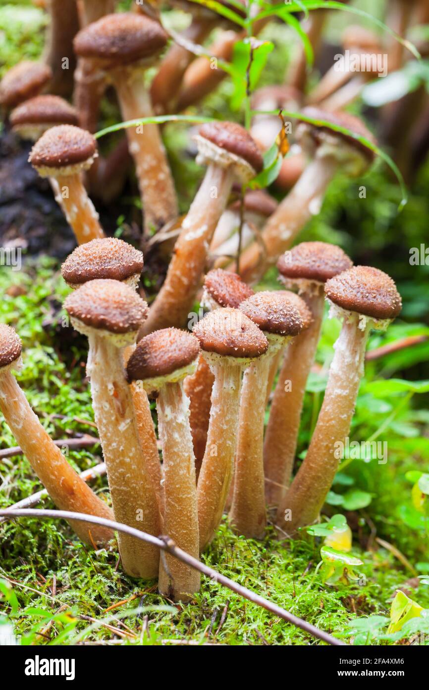 Mushrooms grow in forest. Armillaria mellea, commonly known as honey fungus. Vertical photo with selective focus Stock Photo