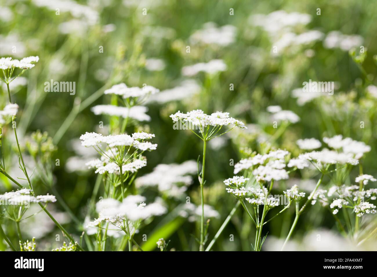 Apiaceae or Umbelliferae is a family of mostly aromatic flowering plants named after the type genus Apium and commonly known as the celery, carrot or Stock Photo