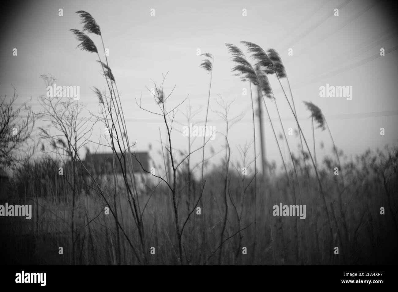 Home pampas grass Black and White Stock Photos & Images - Alamy