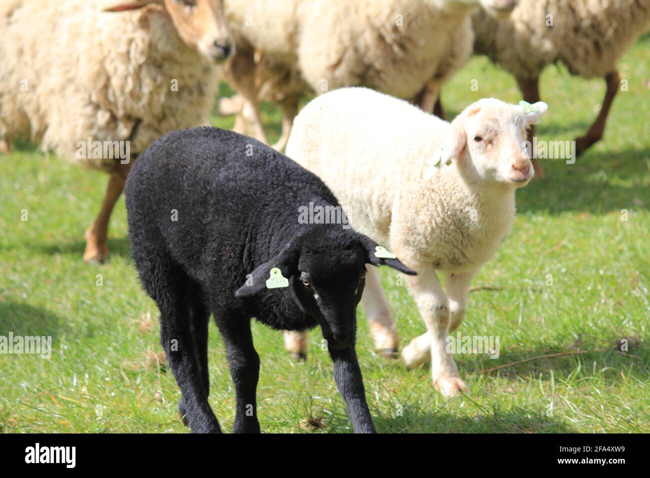 Sheep herd in citypark Staddijk in Nijmegen, the Netherlands Stock Photo