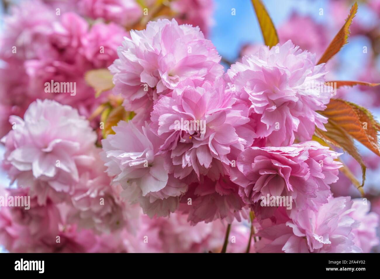 Beautiful pink blossom on Weeping Cherry tree in Springtime Stock Photo