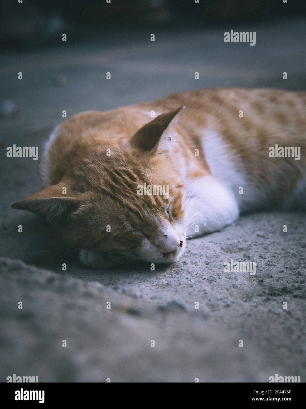 Closeup of a tabby cat lying on the concrete surface Stock Photo - Alamy