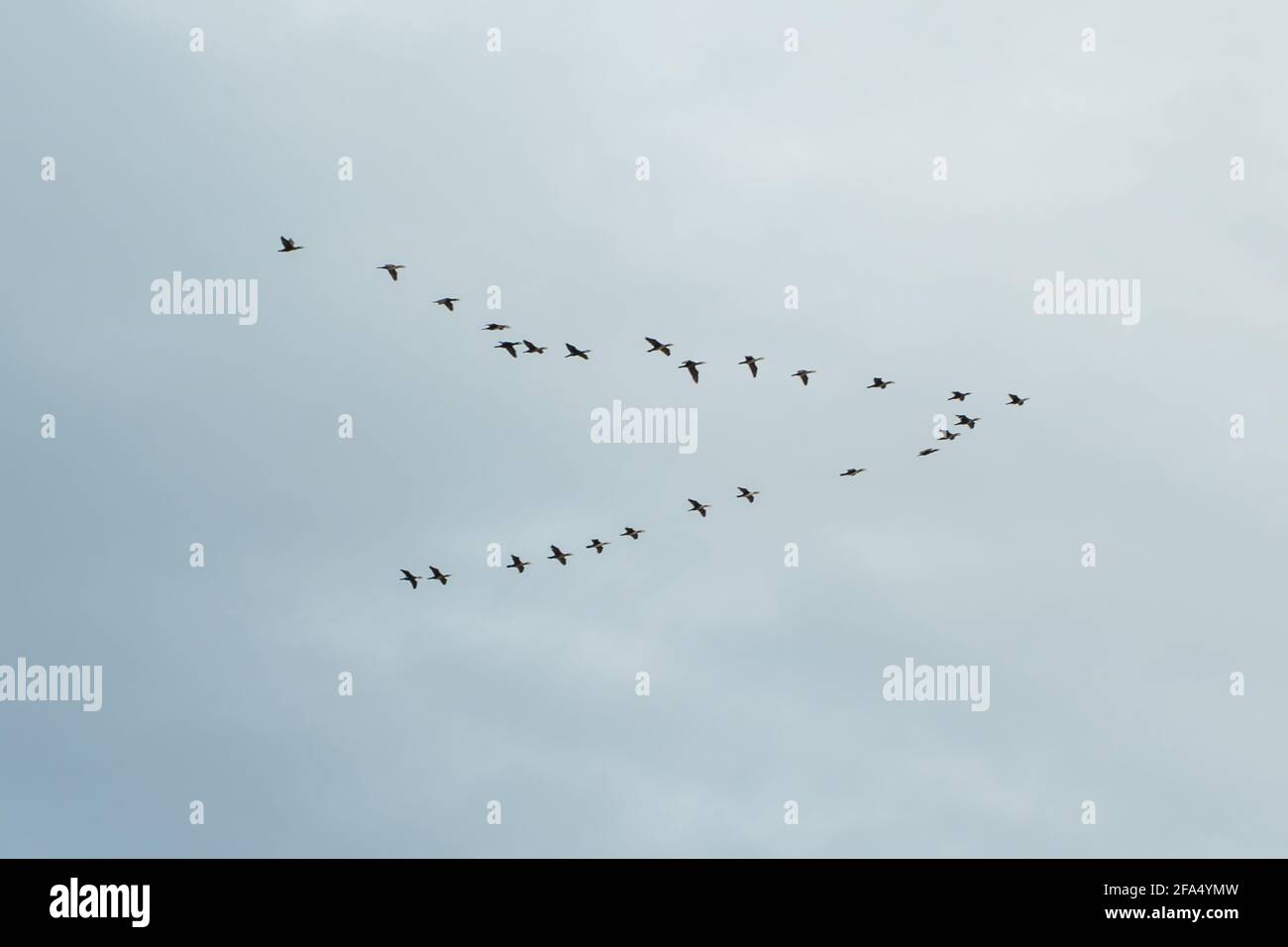 A flock of wild geese flying in a wedge against the pale blue sky. The concept of migratory birds Stock Photo