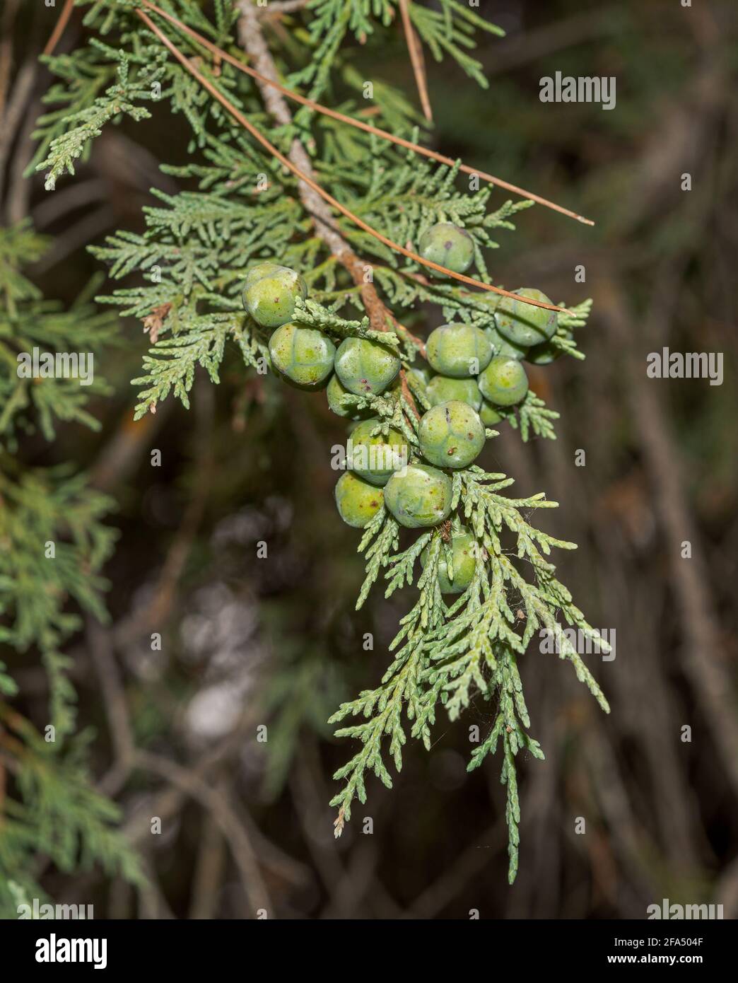 Fruits and leaves of Spanish juniper, Juniperus thurifera. Photo taken in the province of Cuenca, Spain Stock Photo