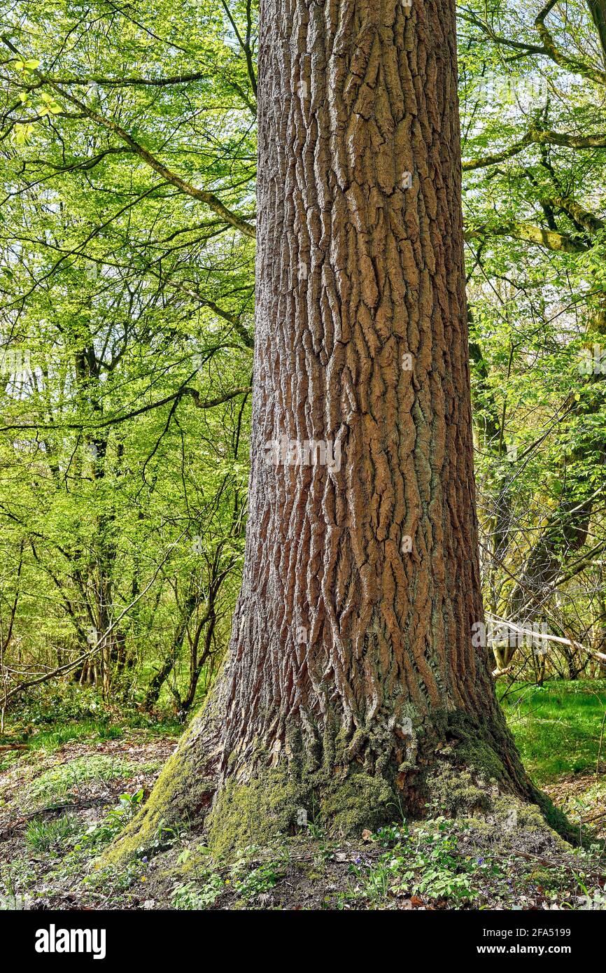 Tree populus poplar hi-res stock photography and images - Alamy