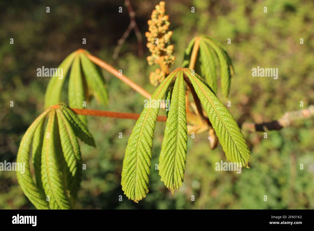 Aesculus hippocastanum, droopy horse chestnut leaves close up detail Stock Photo Alamy