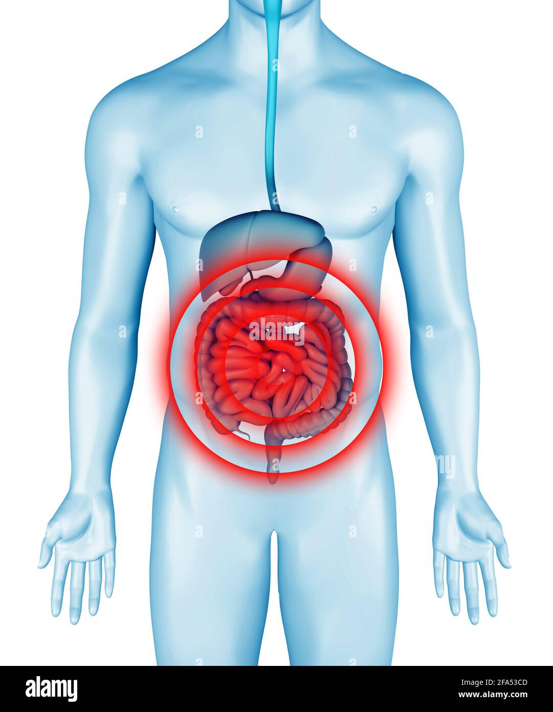 Intestinal pain on 3d illustration of male body. Intestines pain on anatomical digestive system infographic. Belly hurts illness. 3d rendering. Stock Photo