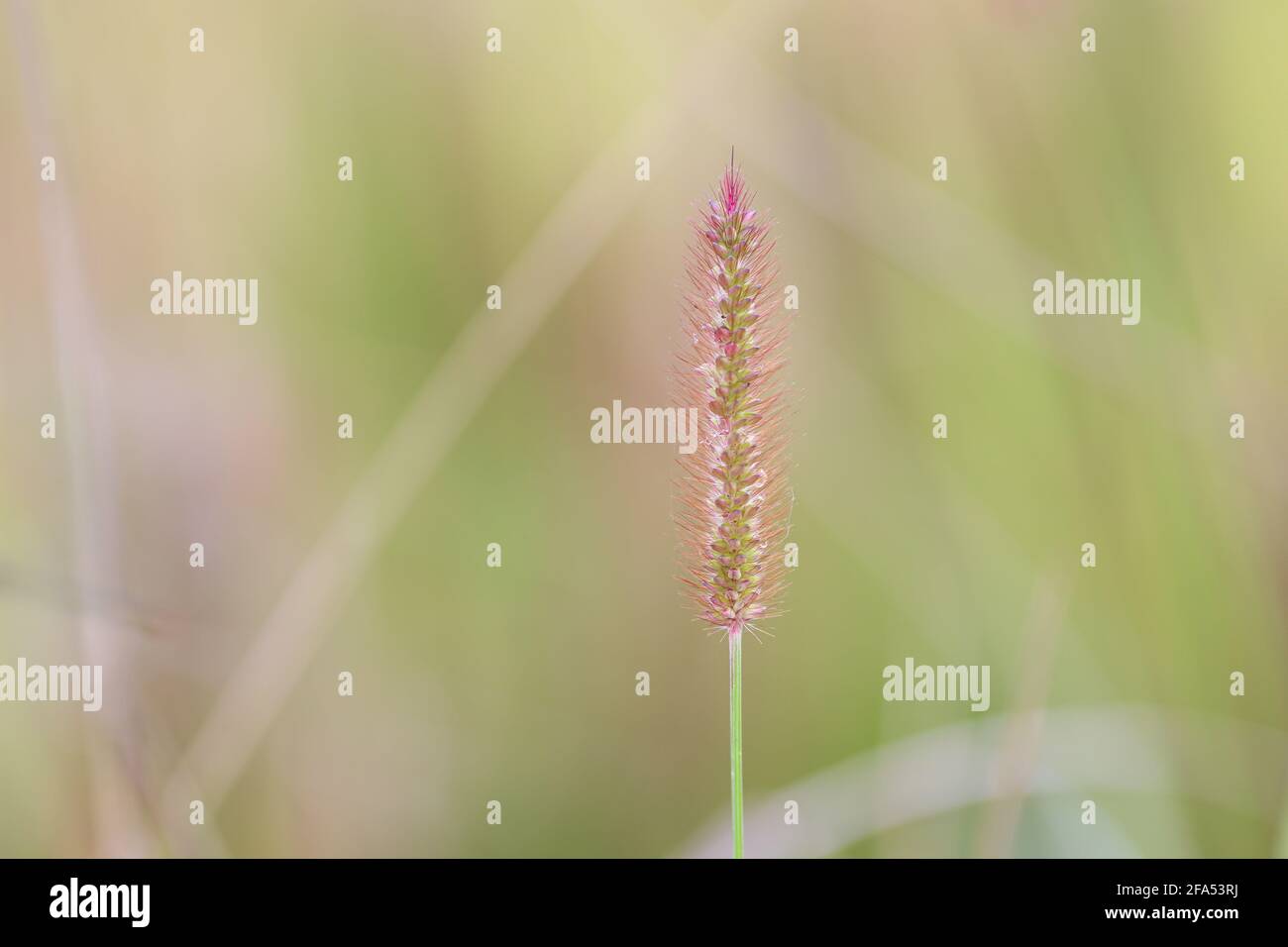 Setaria parviflora plants Stock Photo
