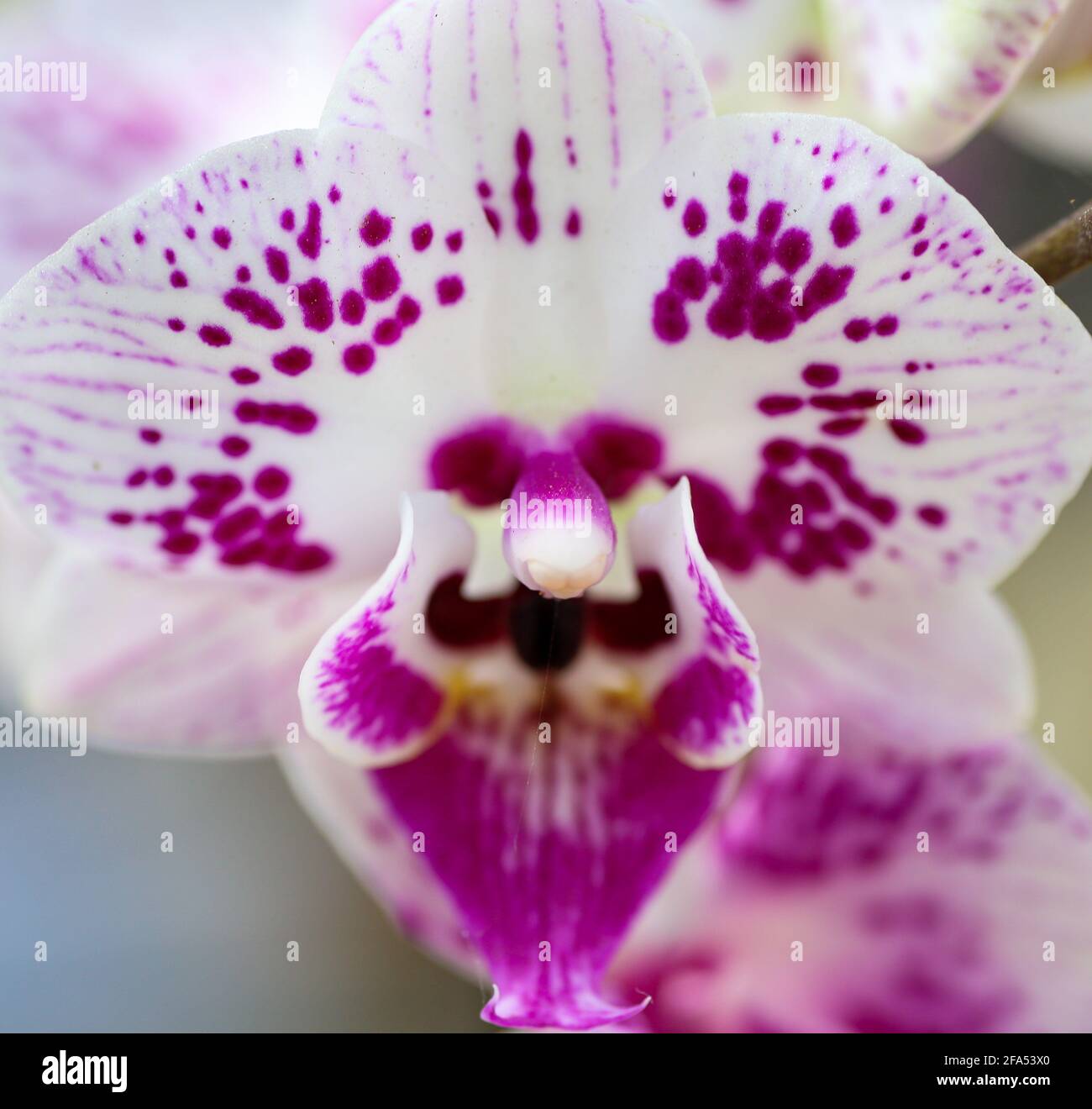 Beautiful white and purple orchids Stock Photo - Alamy