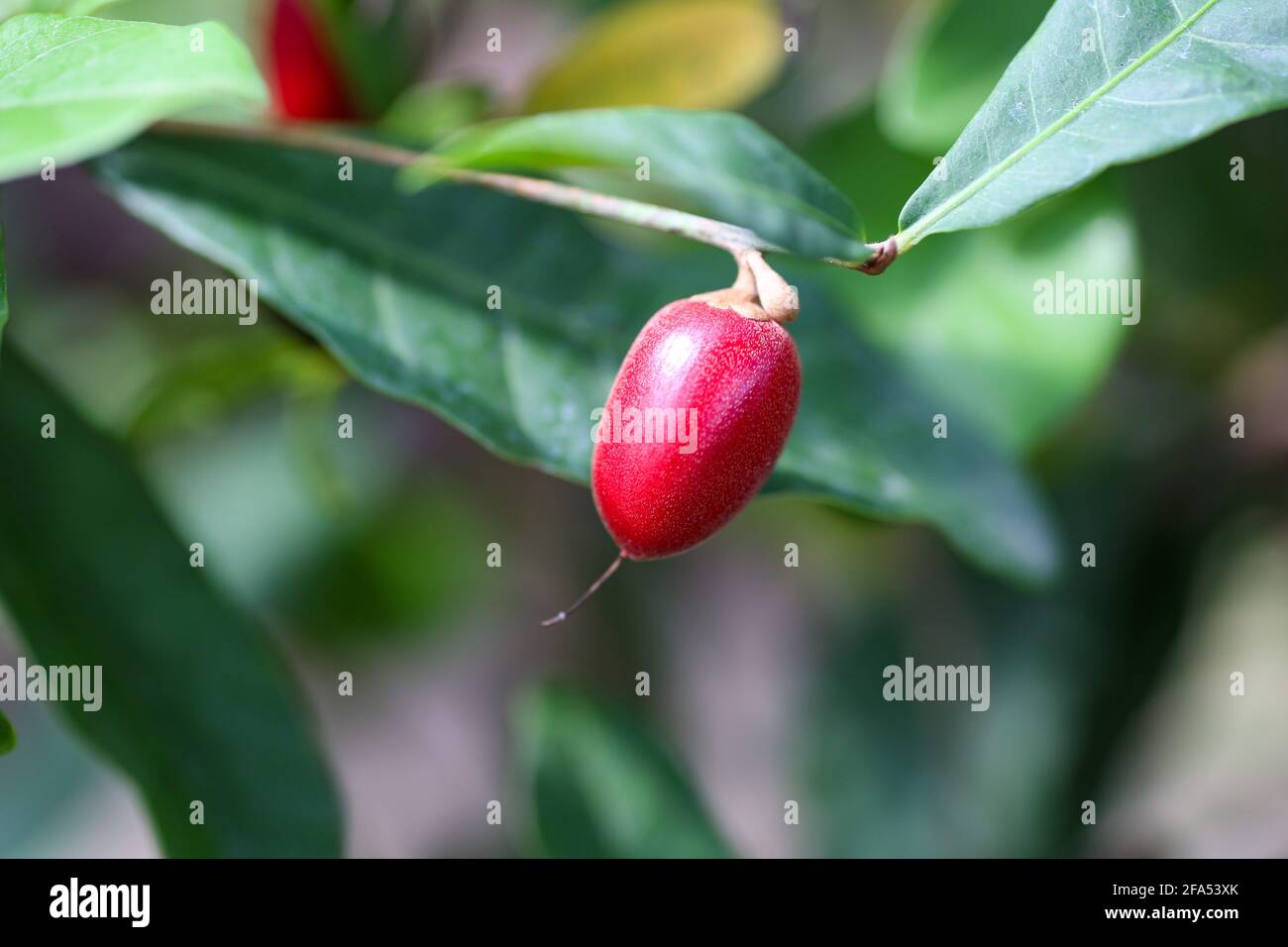 Synsepalum dulcificum is a plant known for its berry that, when eaten, causes sour foods subsequently consumed to taste sweet. Stock Photo