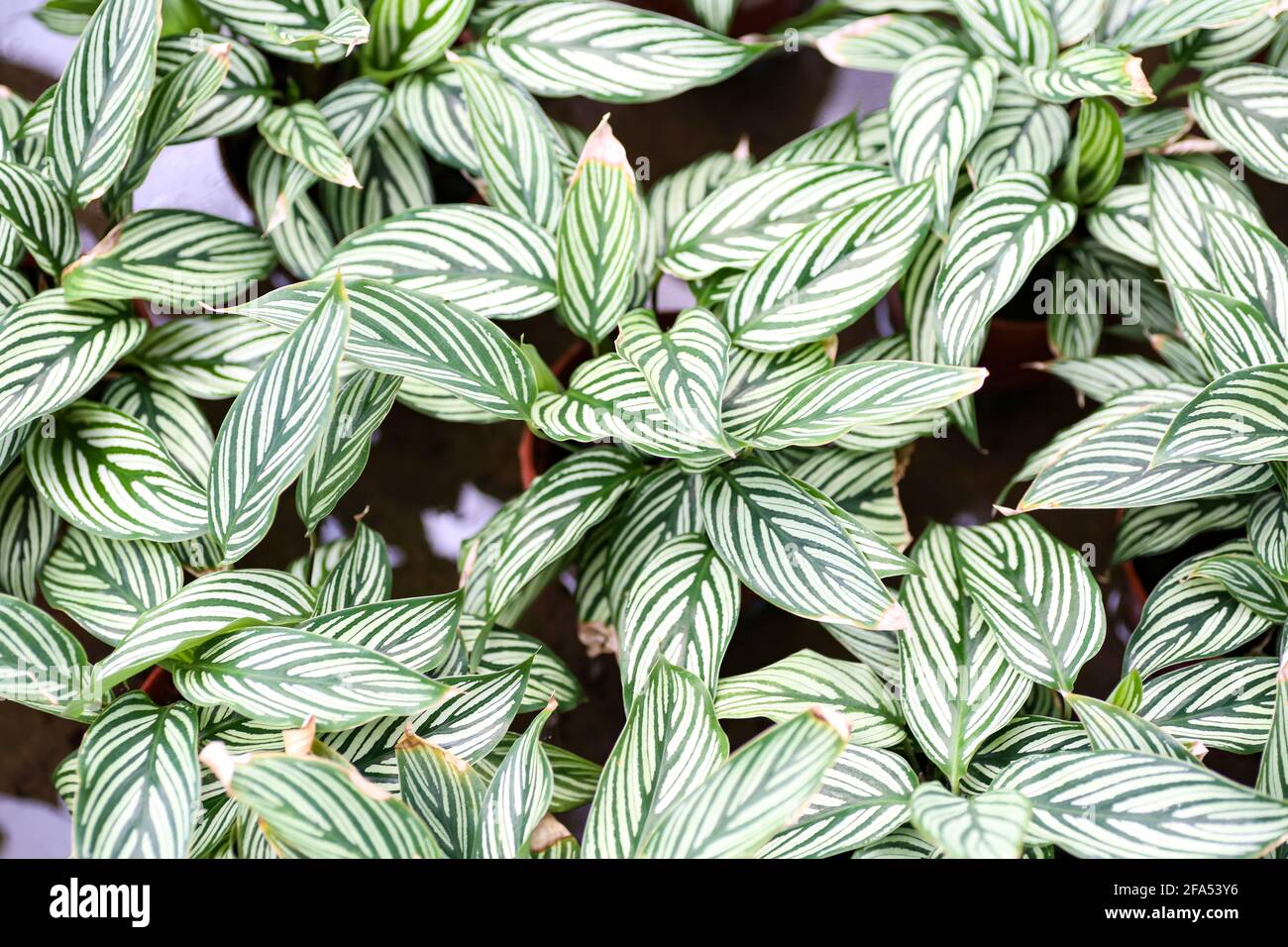High angle view of a never never plant or Ctenanthe Oppenheimiana. Selective focus Stock Photo
