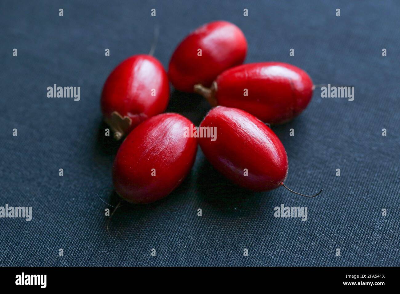 Synsepalum dulcificum is a plant known for its berry that, when eaten, causes sour foods subsequently consumed to taste sweet. Stock Photo