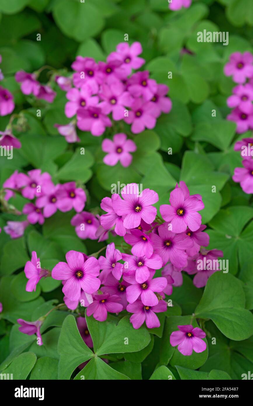 Oxalis Debilis Kunth, Pink Wood Sorrel Flowers Stock Photo