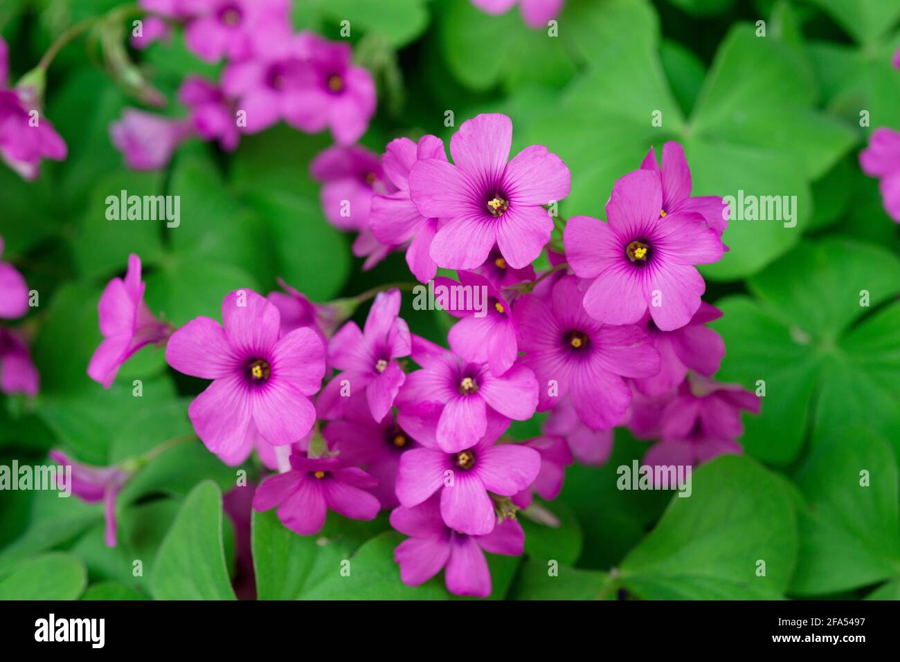 Oxalis Debilis Kunth, Pink Wood Sorrel Flowers Stock Photo